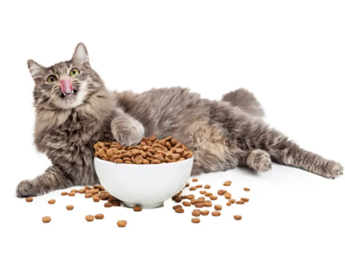 A gray cat lying down with food